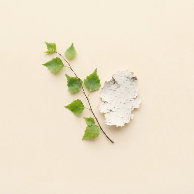 Birch