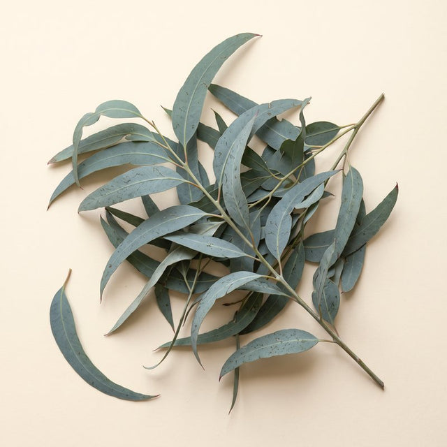 Aceite esencial de eucalipto
