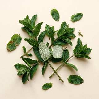 Aceite esencial de menta