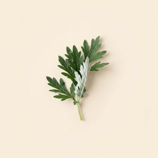 Mugwort