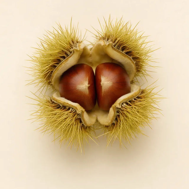 Horse chestnut