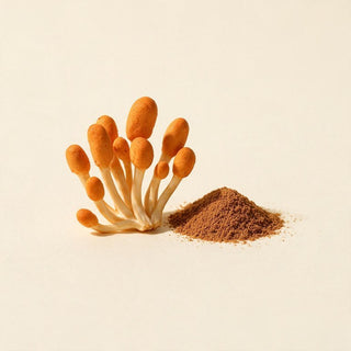 冬虫夏草（Ophiocordyceps sinensis）
