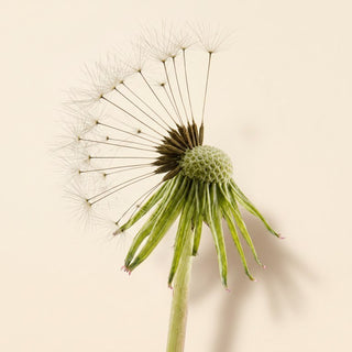 Diente de león